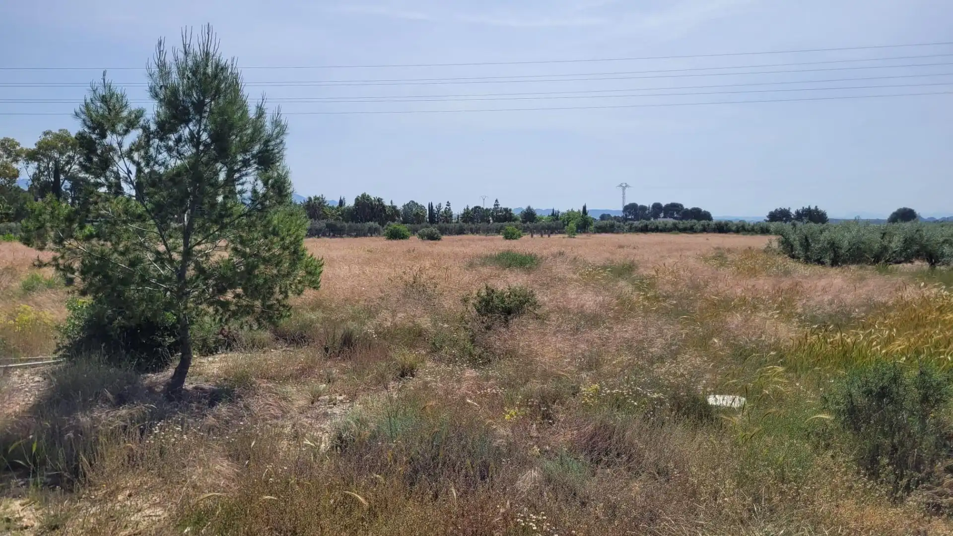 Land for sale in Blanca