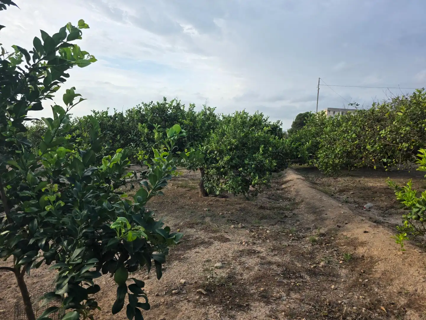 Rural land for sale in Carretera PEREZ LOS, imagen 31