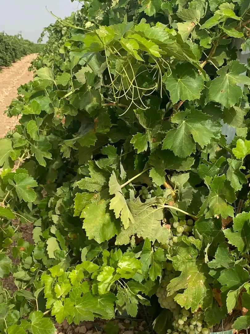 Jardín de Terreno en venta en Tomelloso