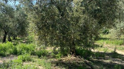 FINCA EN PUENTE GENIL, immagine 2
