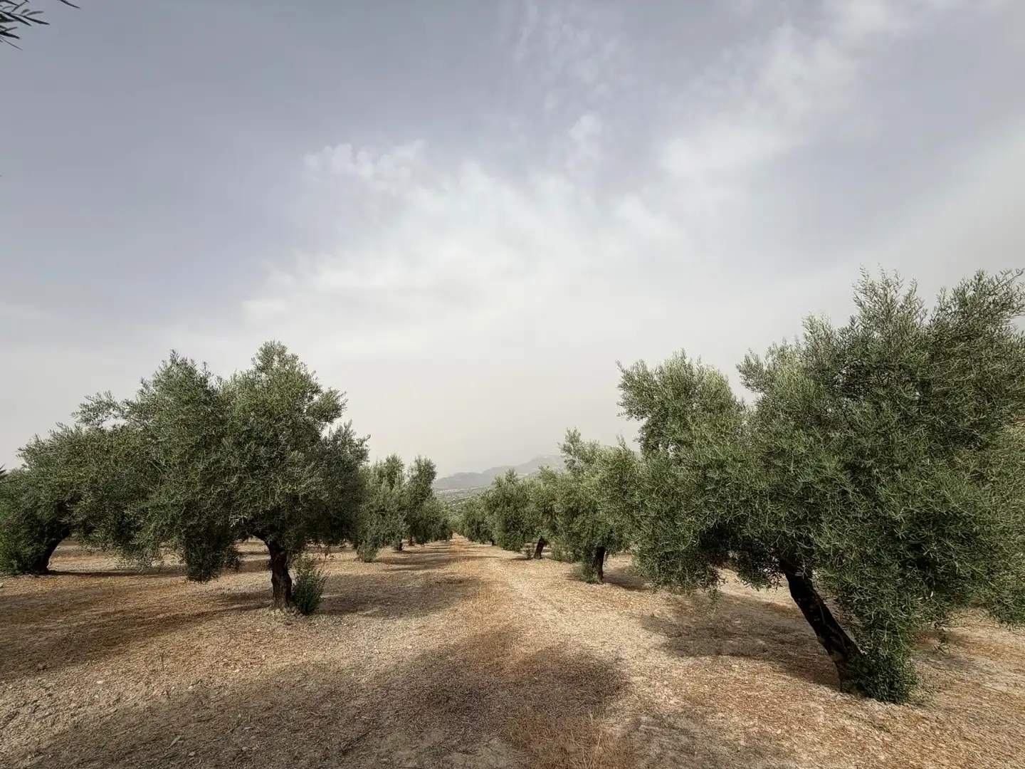 Rural land for sale in Iznalloz, imagen 7
