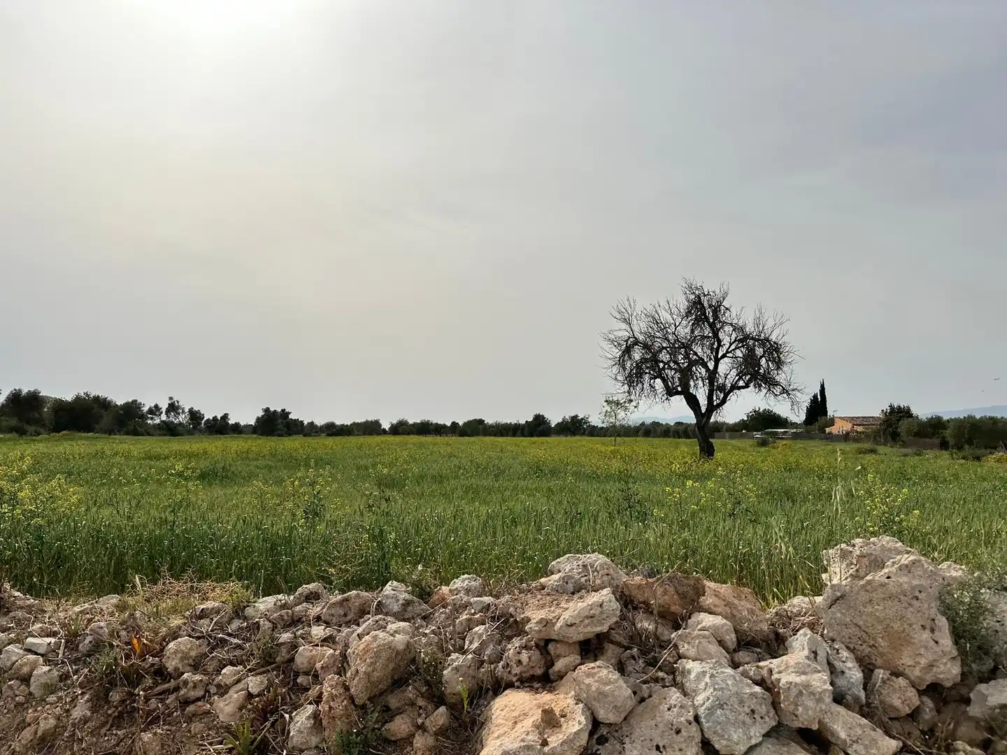 Grundstücke zum Verkauf in Algaida