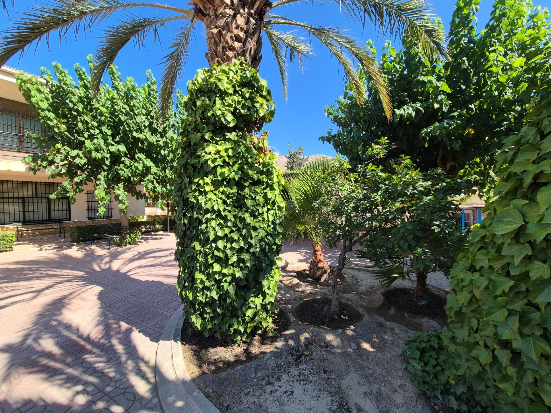 Jardí de Casa o xalet en venda en Elda amb Piscina