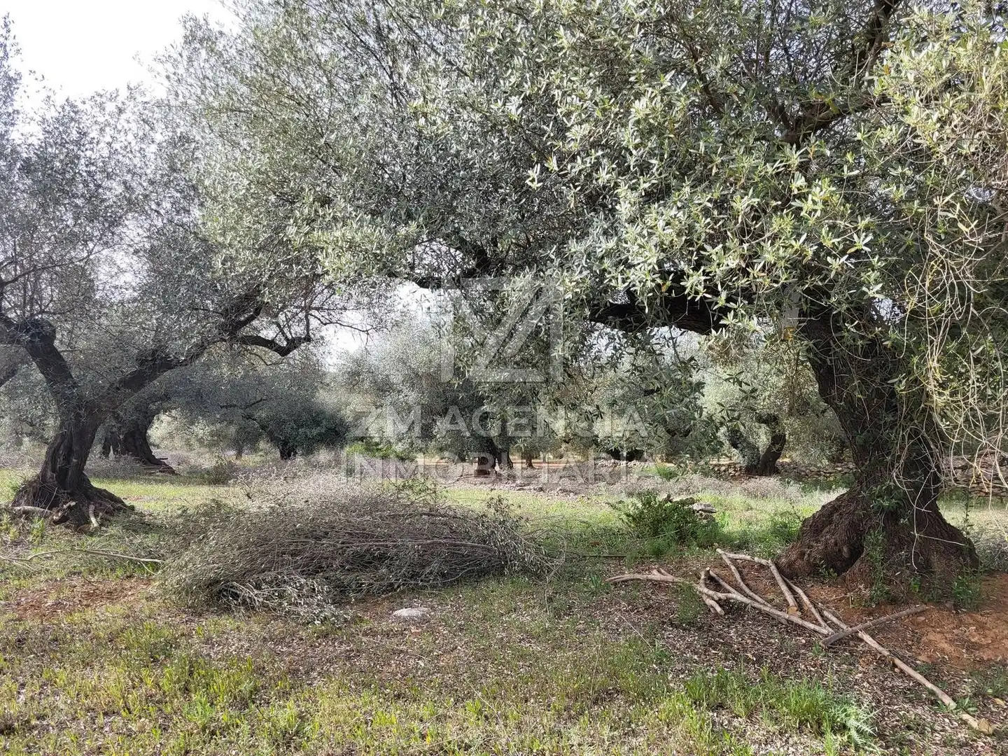 Terreno rustico in vendita a Corral de la Culla, imagen 14