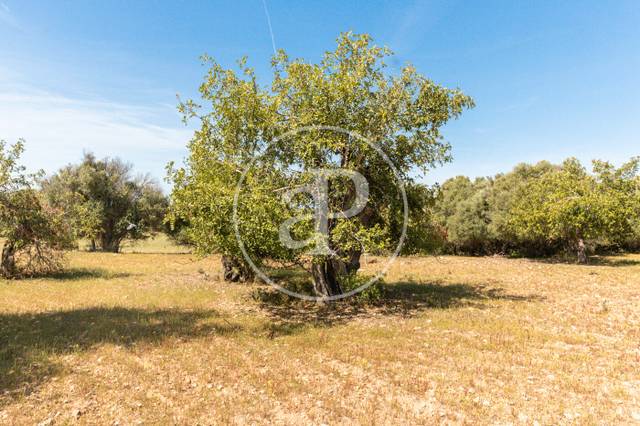 Terreno residencial en Venta en S'Horta - Cas Concos des Cavaller - Es Carritxó