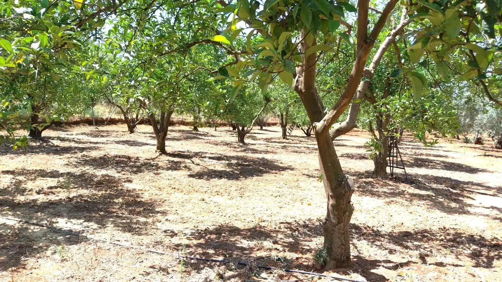 Finca rústica en venta en Carmona
