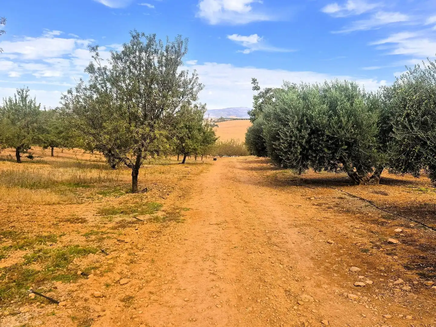 Terreny rústic en venda a Moraleda de Zafayona, imagen 17