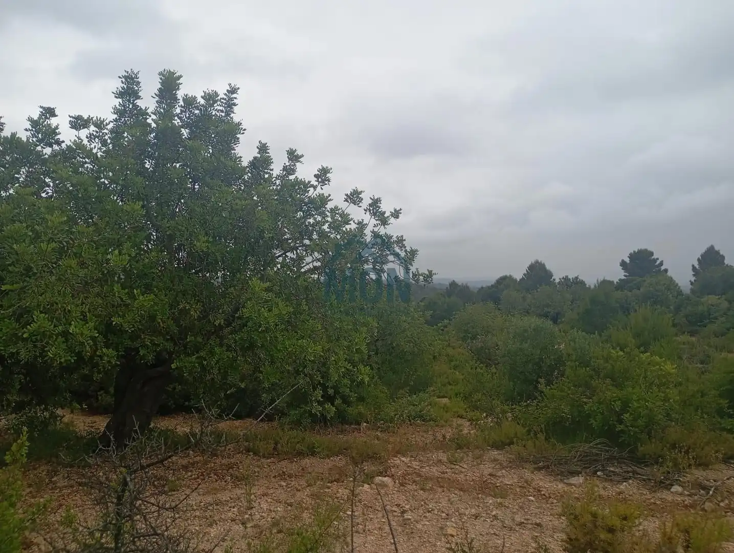 Terreno rustico in vendita a Buñol, imagen 9