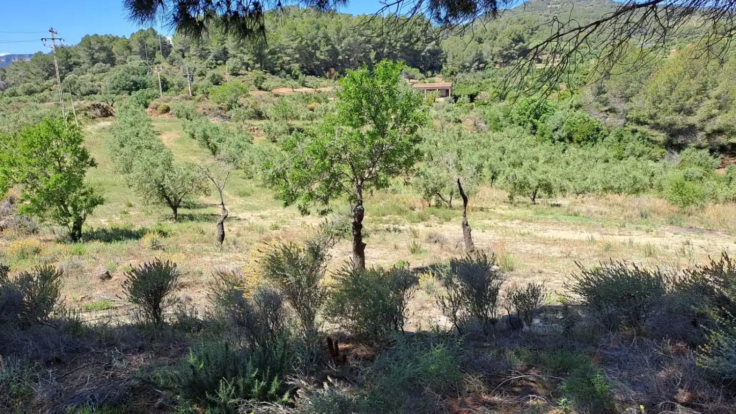 Finca rústica en venda en Riudecanyes