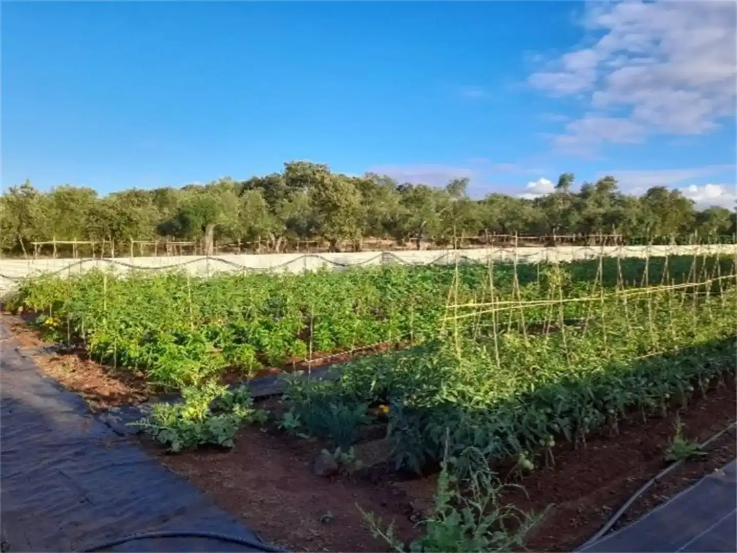 Jardí de Finca rústica en venda en Higuera la Real