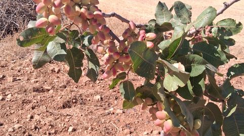 Finca plantada de pistachos en produccion, immagine 2