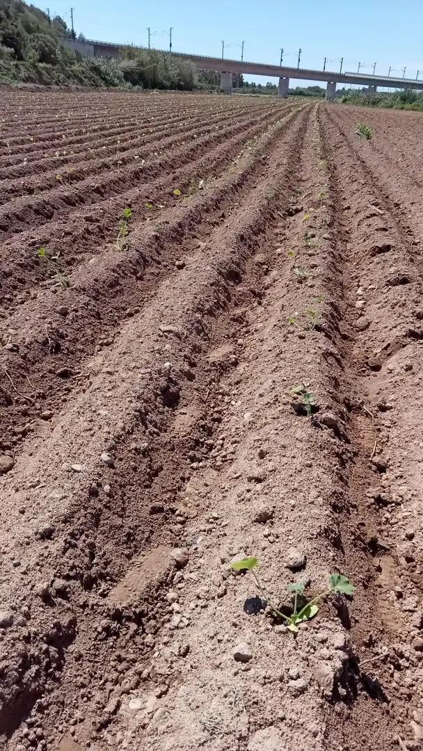 Jardín de Finca rústica en venta en Perafort, Tarragona