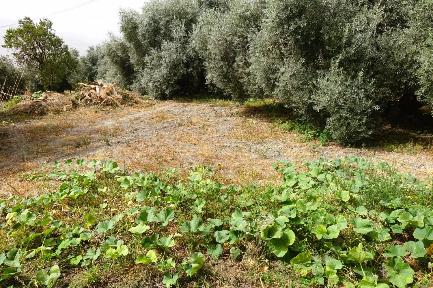 Finca rústica en venda en Órgiva