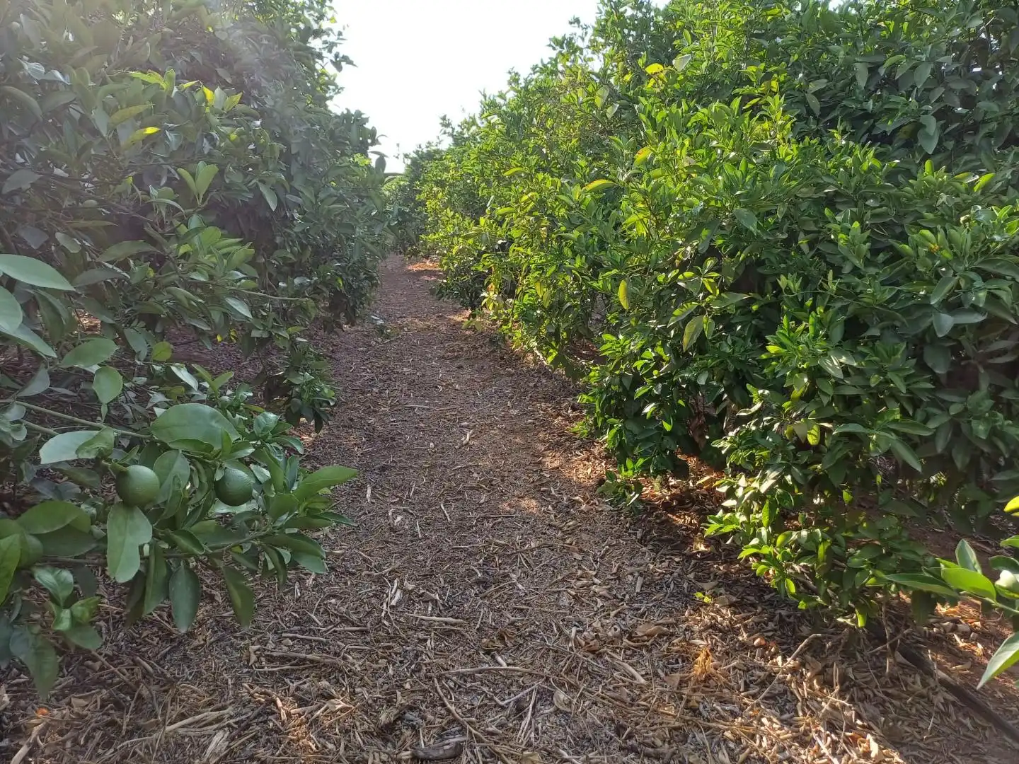 Rural land for sale in PARTIDA SERRA PERENCHISA, imagen 13