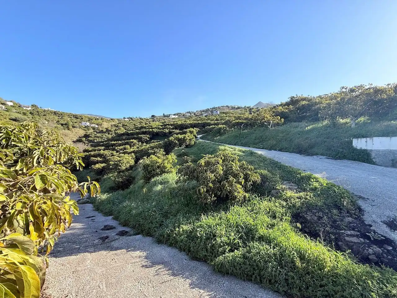 Land for sale in Canillas de Albaida