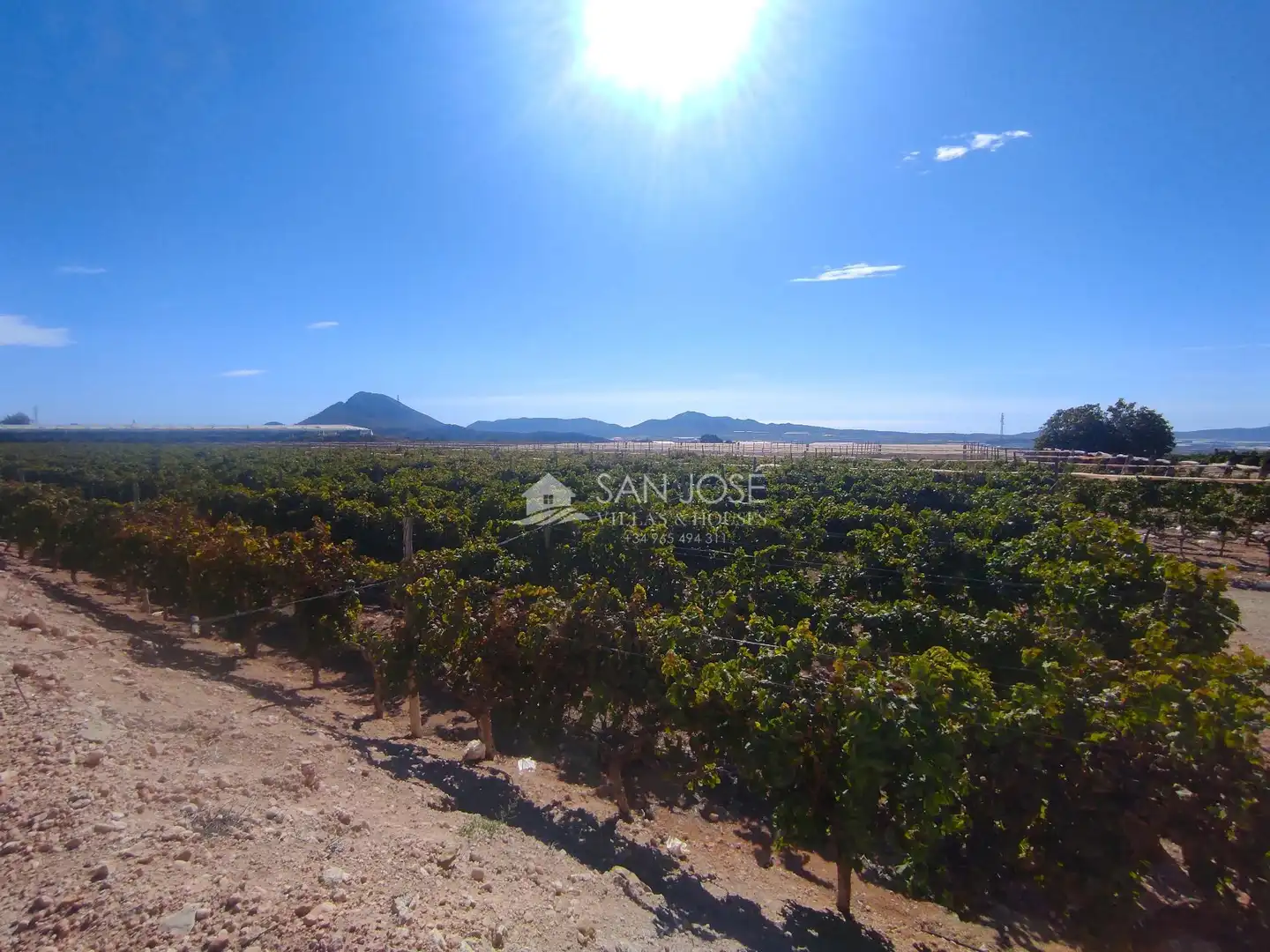 Finca rústica en venda en Monforte del Cid