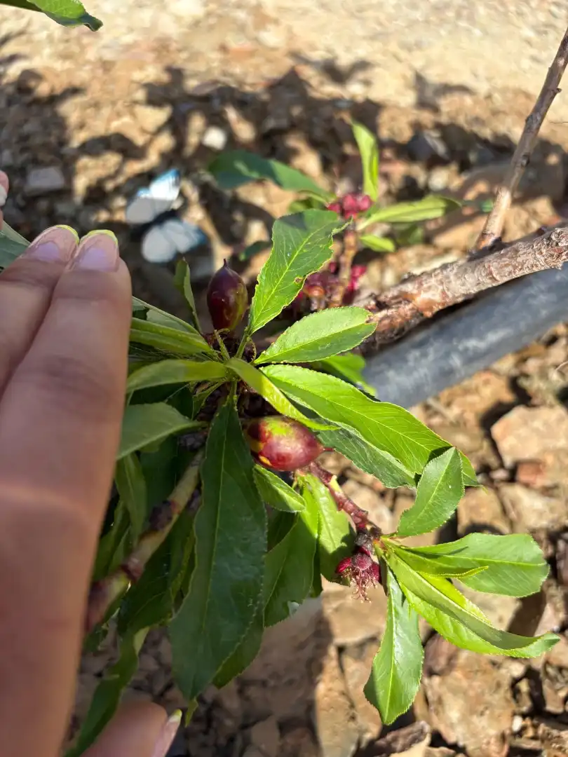 Jardín de Terreno en venta en Almogía