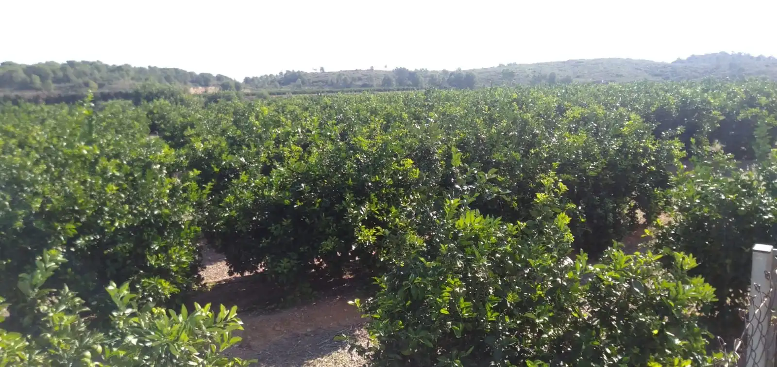 Finca rústica en venta en Pedralba con Jardín privado, Terraza y Trastero