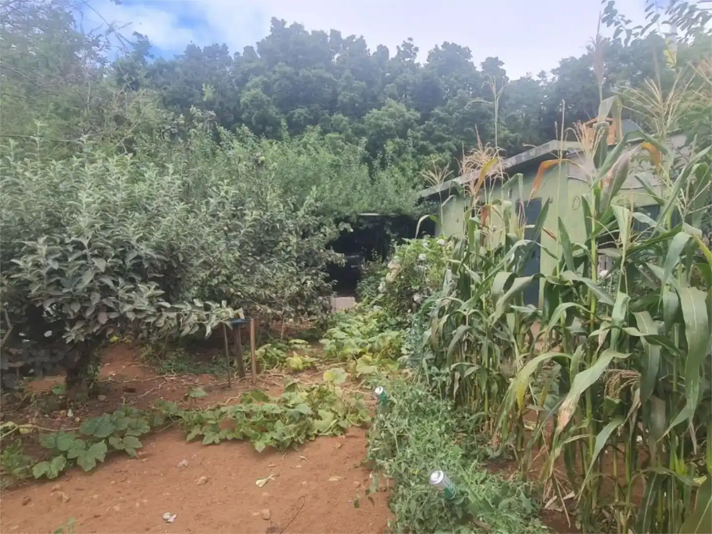 Finca rústica en venda en El Sauzal