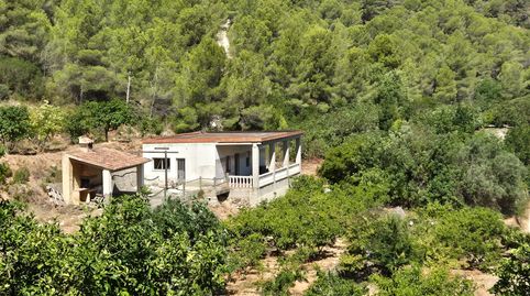 Casa rustica  con bosque y naranjas en Favara