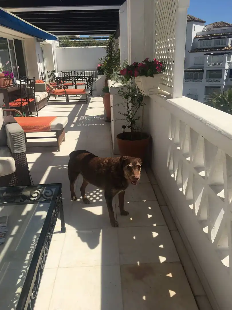 Ático con piscina en venta en Nueva Andalucía, imagen 4