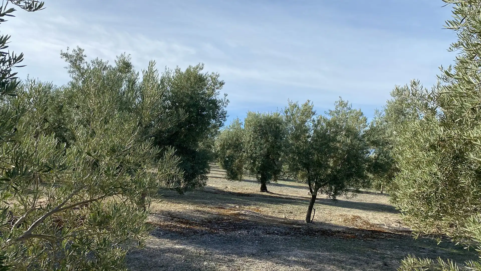 Terreny rústic en venda a Píñar, imagen 19
