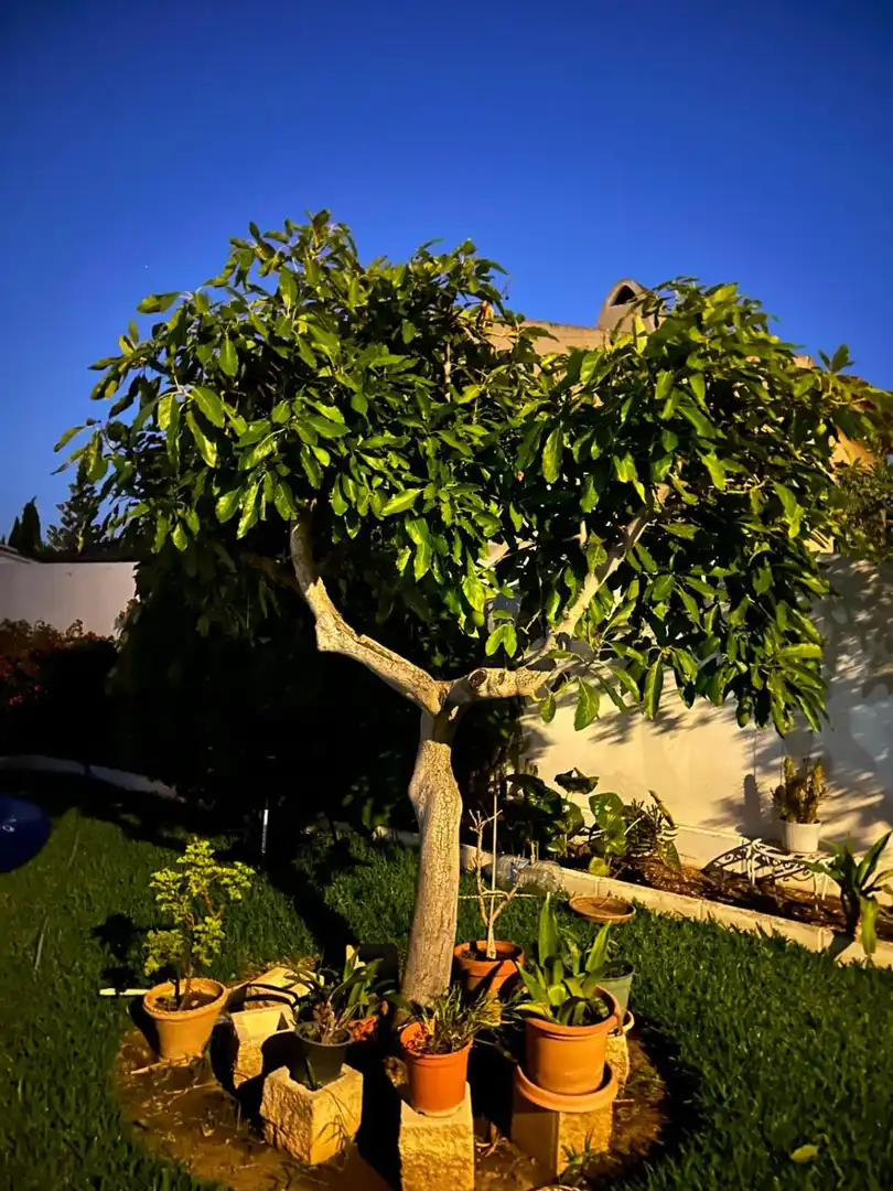 Villa con terrazza in vendita a Arroyo de la Miel, imagen 10
