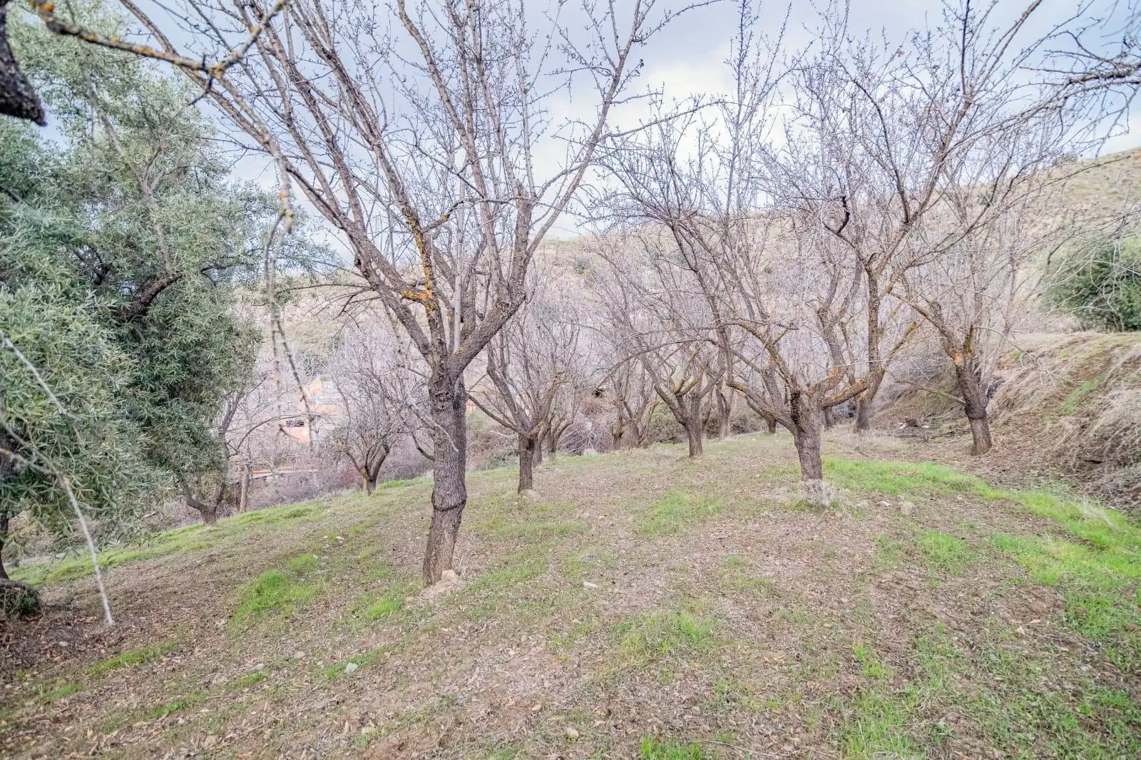 Lands and plots for sale in Autovia Pinos Genil, imagen 17