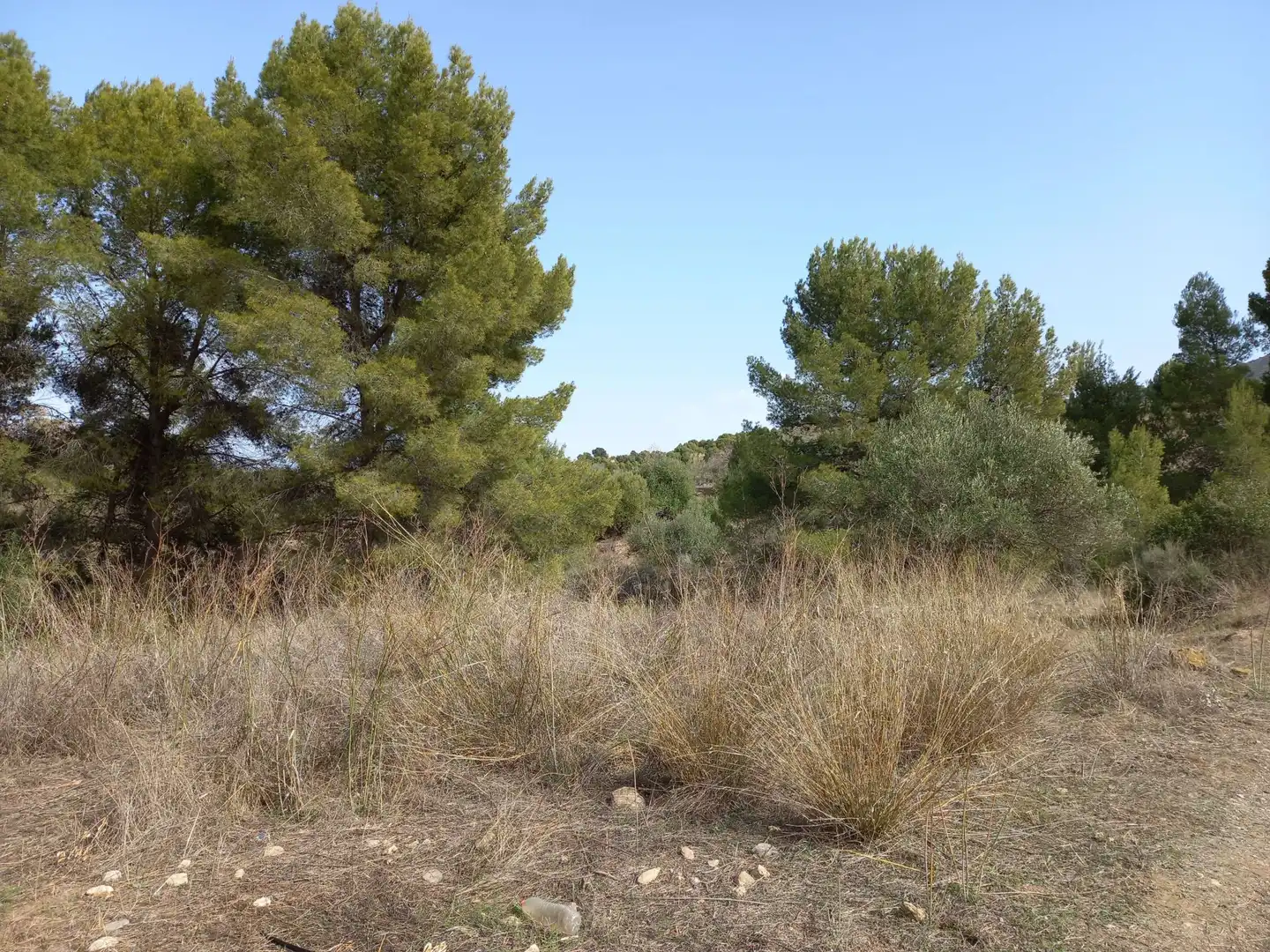 Terreno rustico in vendita a Pedanías Centro, imagen 2