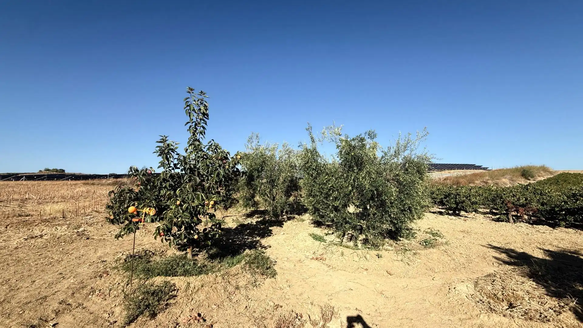 Casa rústica en venta en La Palma del Condado, imagen 21