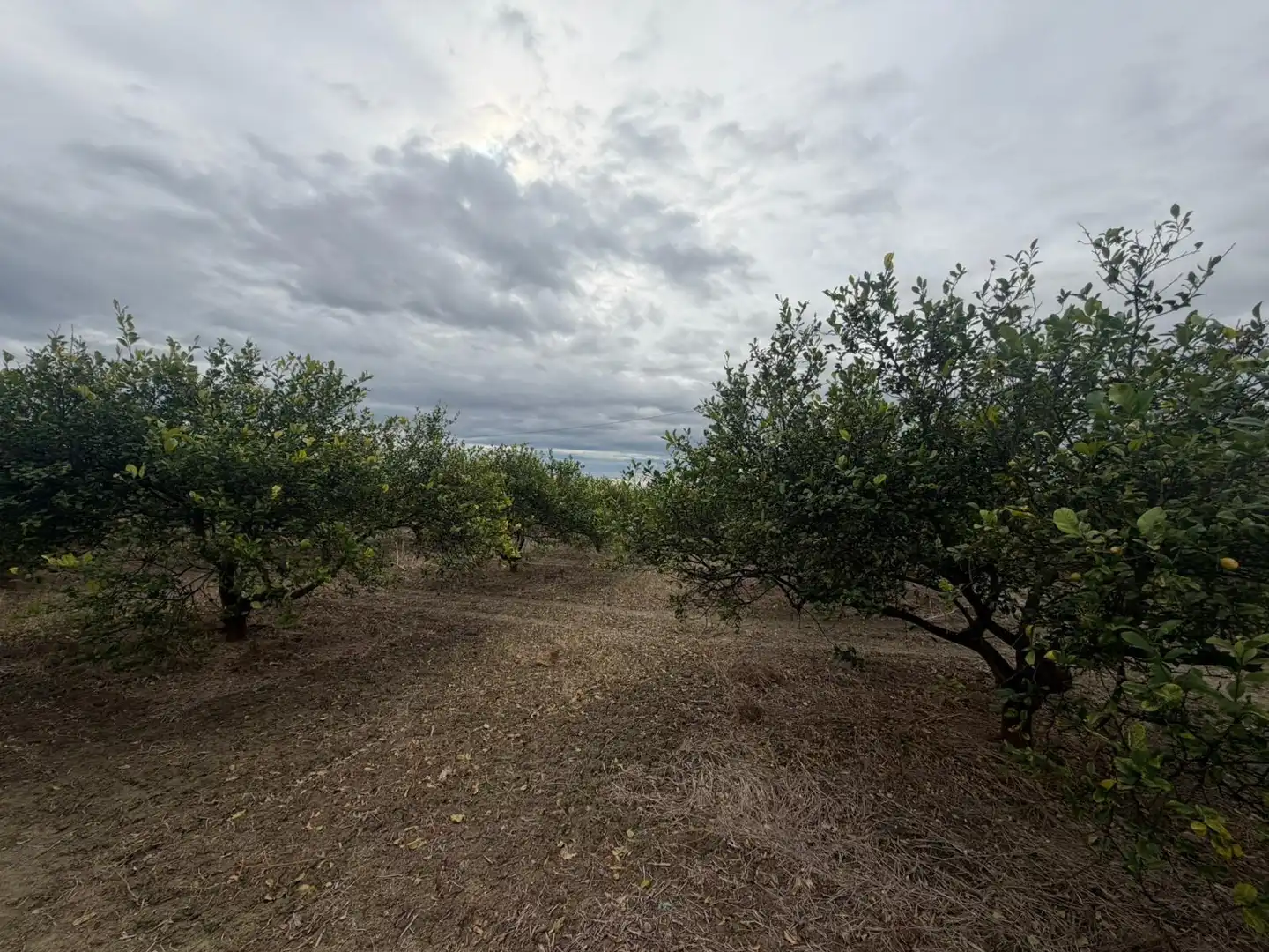 Terrain rustique à vendre à Almoradí, imagen 6