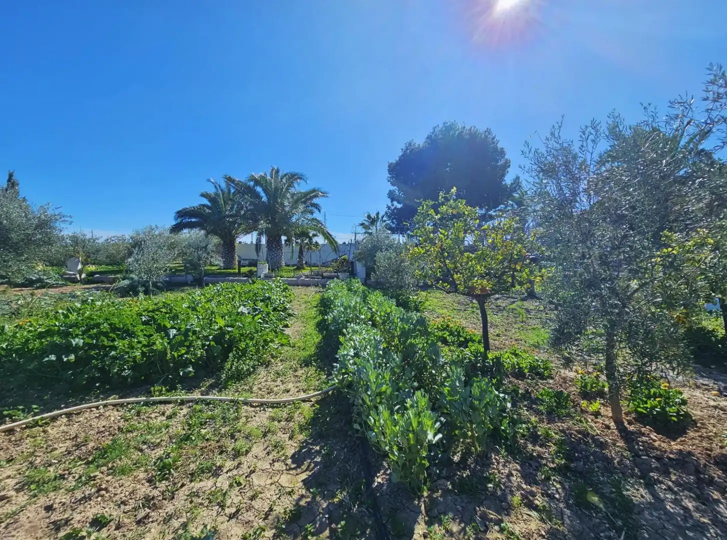 Finca rústica en venta en Alicante / Alacant
