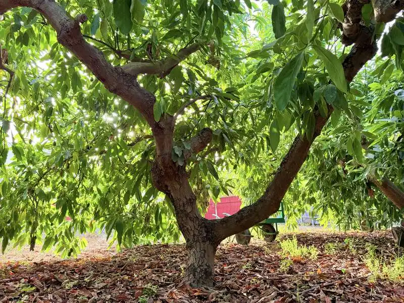 Jardí de Casa o xalet en venda en Benamocarra amb Jardí privat i Moblat