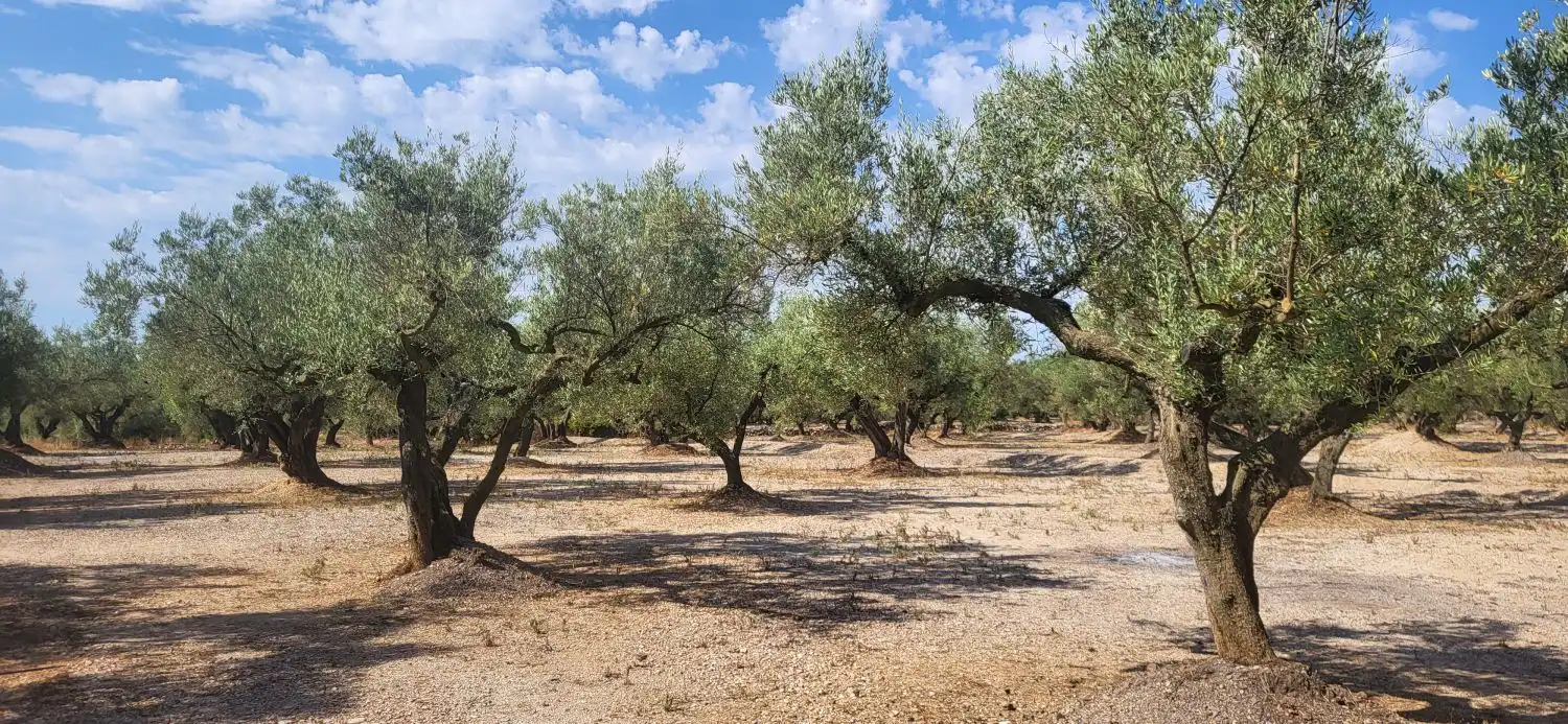 Finca rústica en venta en Mas de Barberans