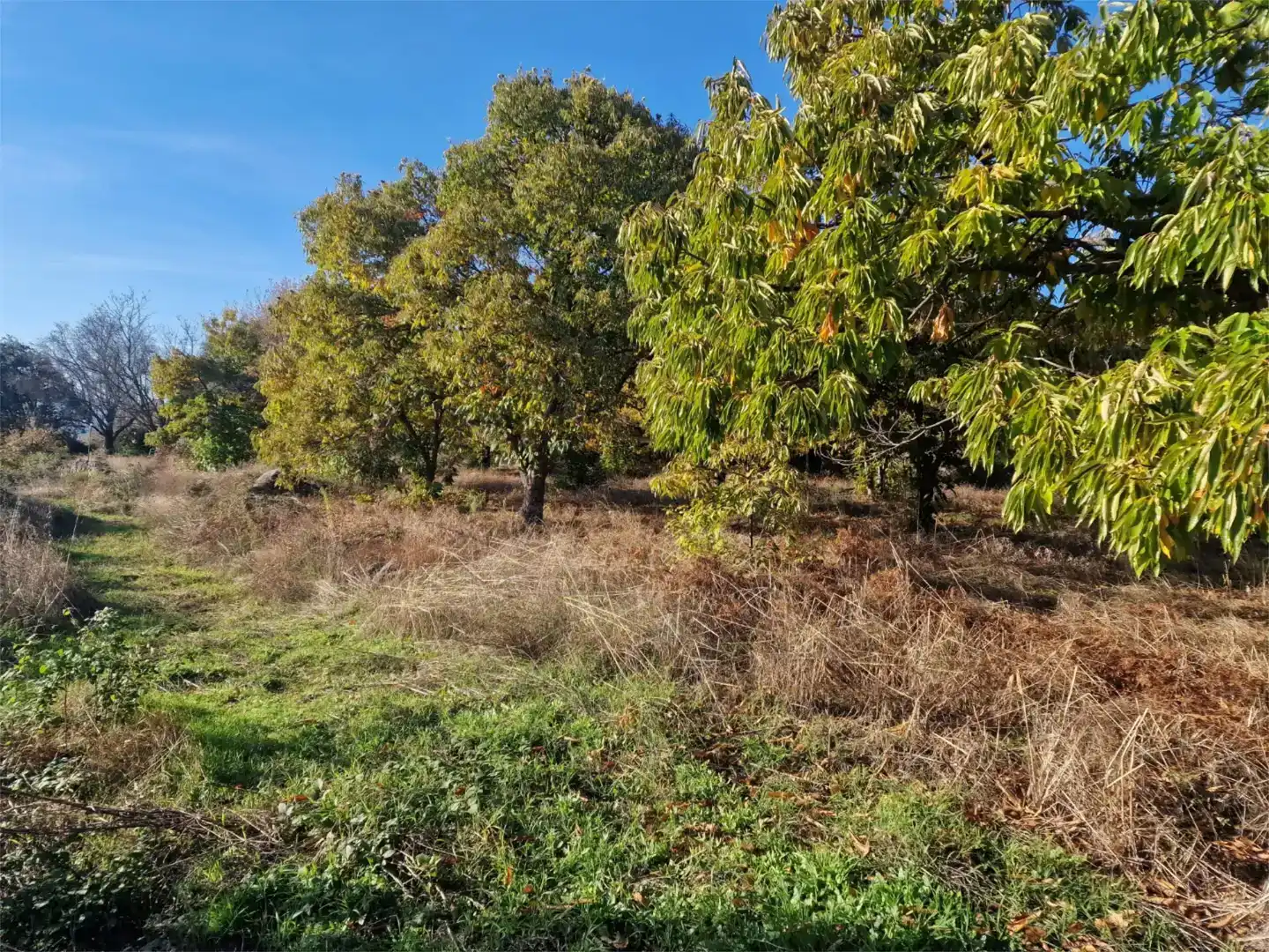 Finca rústica en venda en Jarandilla de la Vera, Cáceres