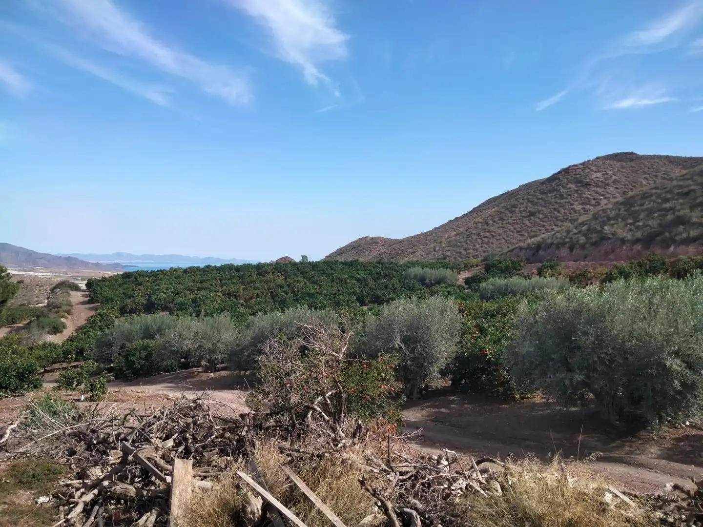 Terreny rústic en venda a Calabardina, imagen 14