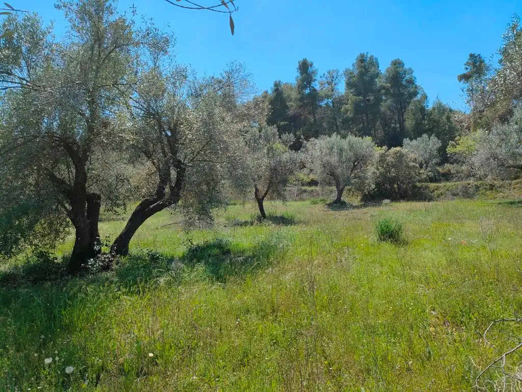 Terreni e lotti in vendita a Ráfales, imagen 2