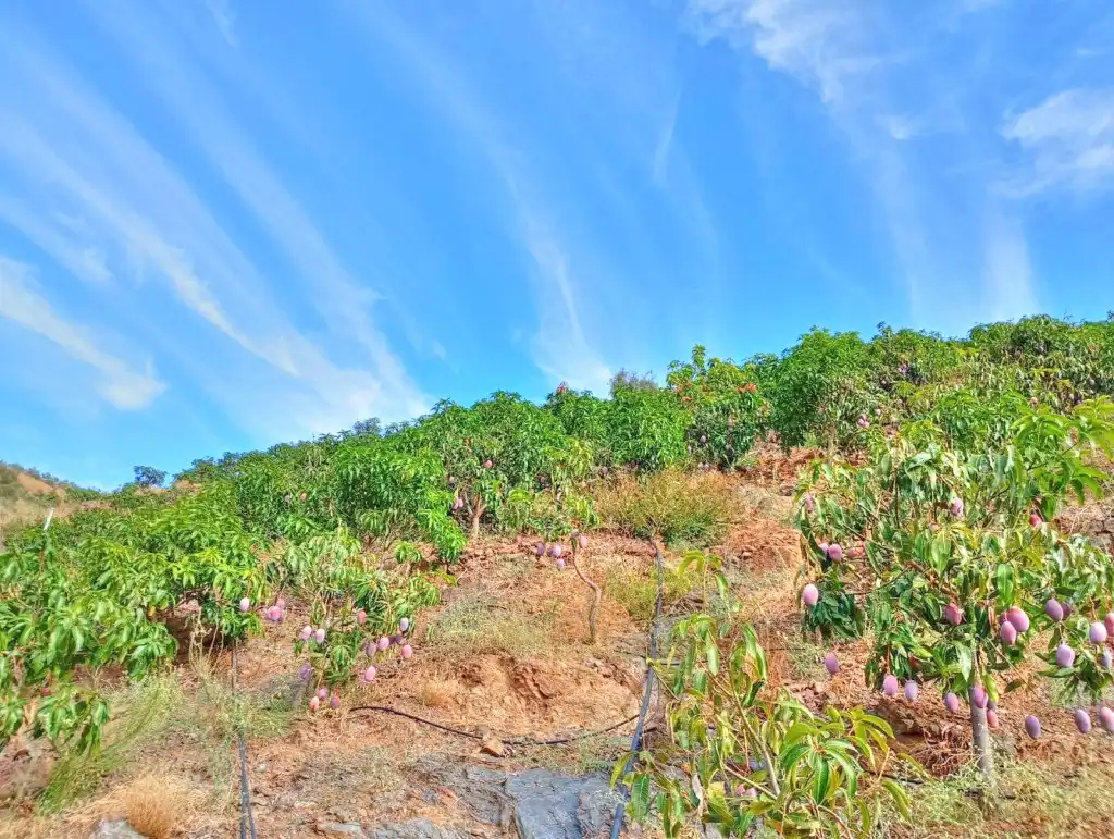 Rural land for sale in El Borge, imagen 8