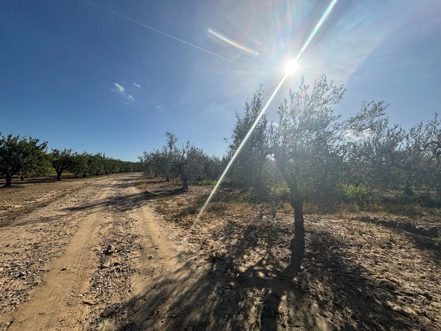 Land for sale in Sanlúcar la Mayor
