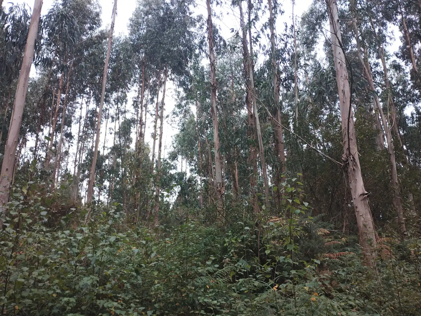 Terreny rústic en venda a Valdoviño, imagen 7