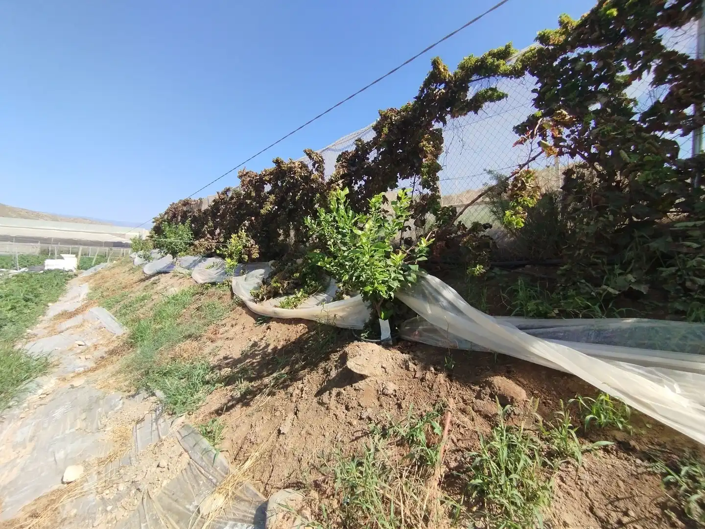 Terreno rustico in vendita a Santa Fe de Mondújar, imagen 20