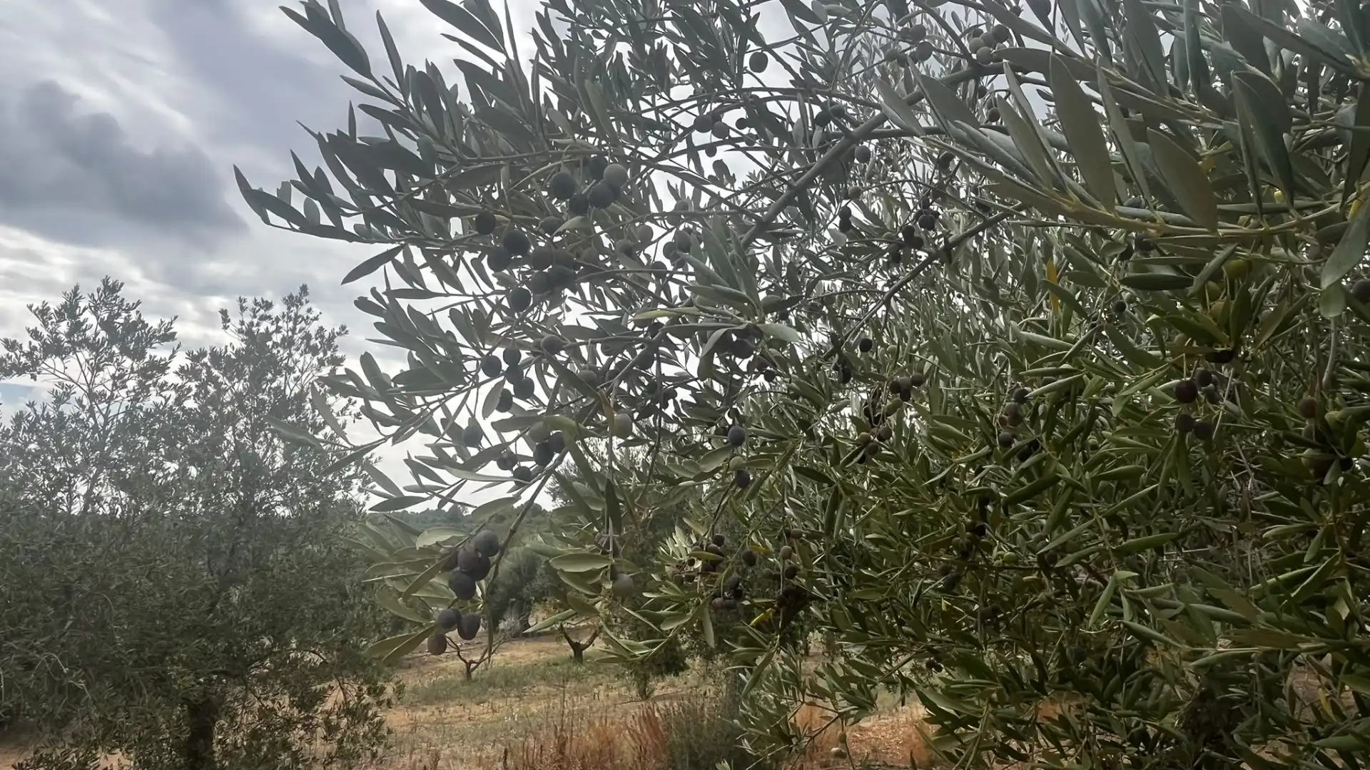 Terreno rustico in vendita a Carrer de Sant Abdó i Sant Senén, imagen 41