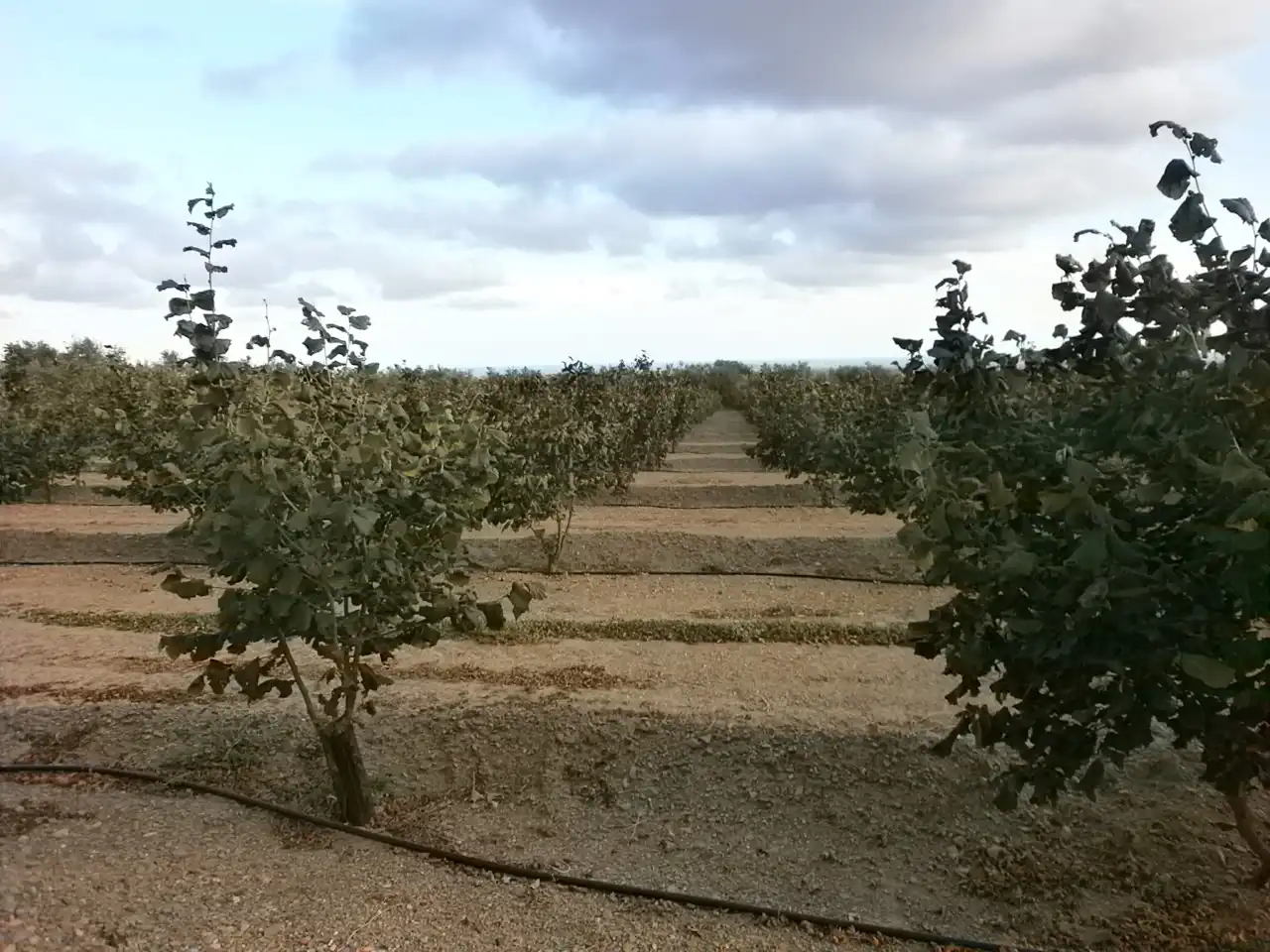 Rural land for sale in Carrer Pont del Cinto, imagen 2