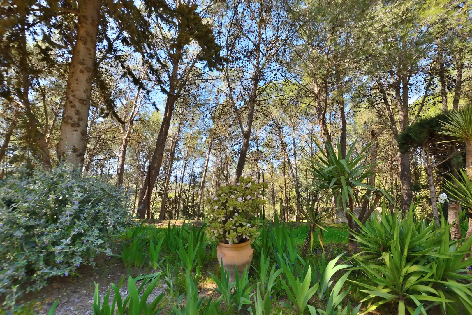 Jardín de Finca rústica en venta en Ronda con Jardín privado, Trastero y Piscina