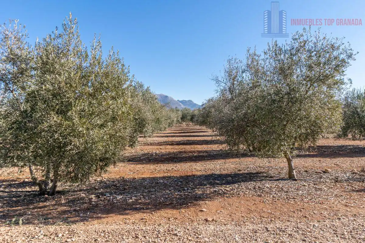 Terreni e lotti in vendita a Pago cortijo de las Monjas Parcela 19, imagen 33