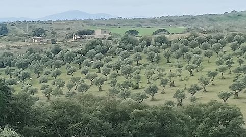 Finca Chapitel, Olivos de Secano, immagine 5