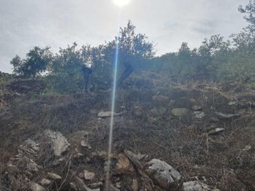 Terreni e lotti in vendita a Yunquera