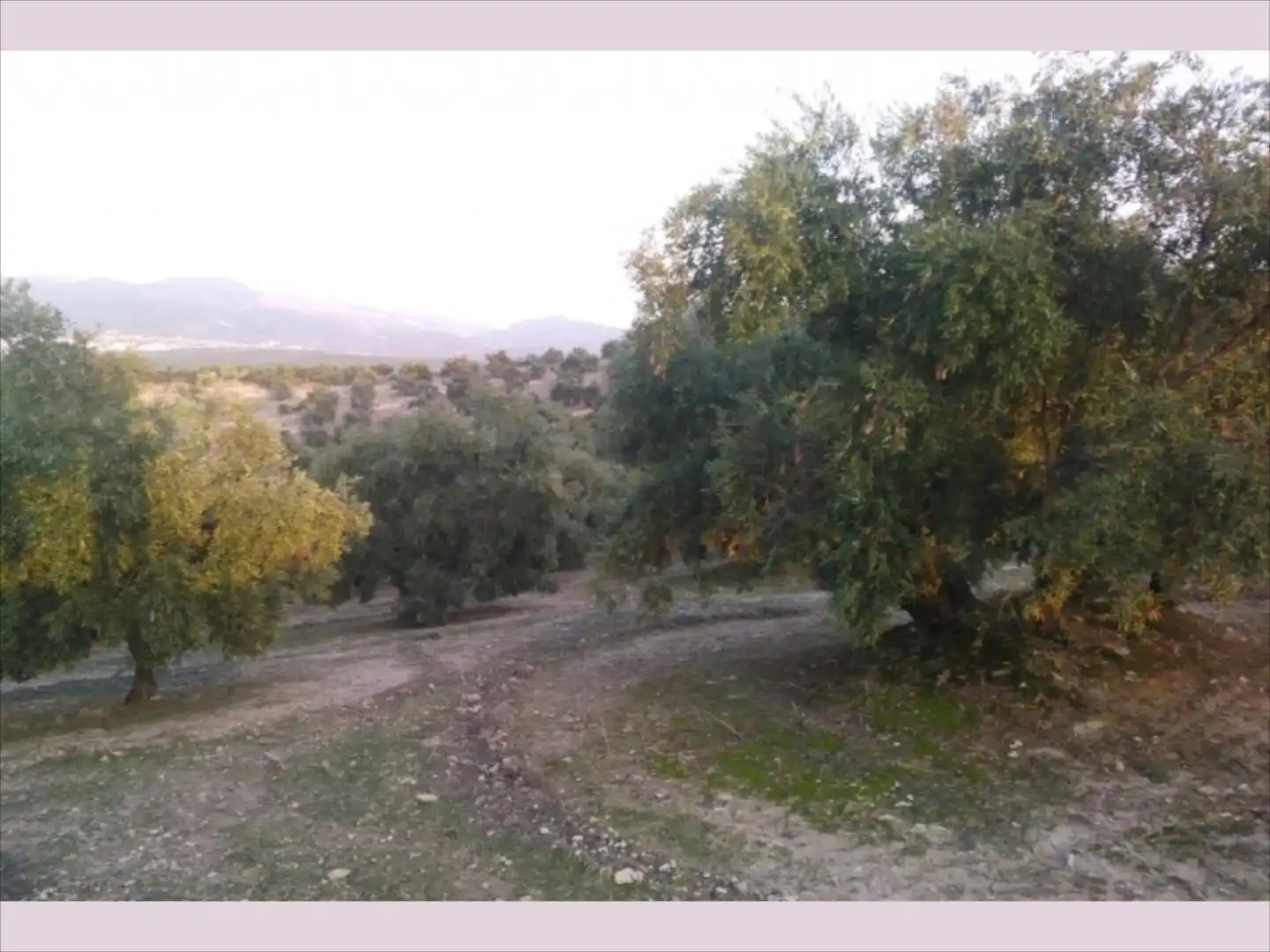 Terreno rustico in vendita a Cabra, imagen 8