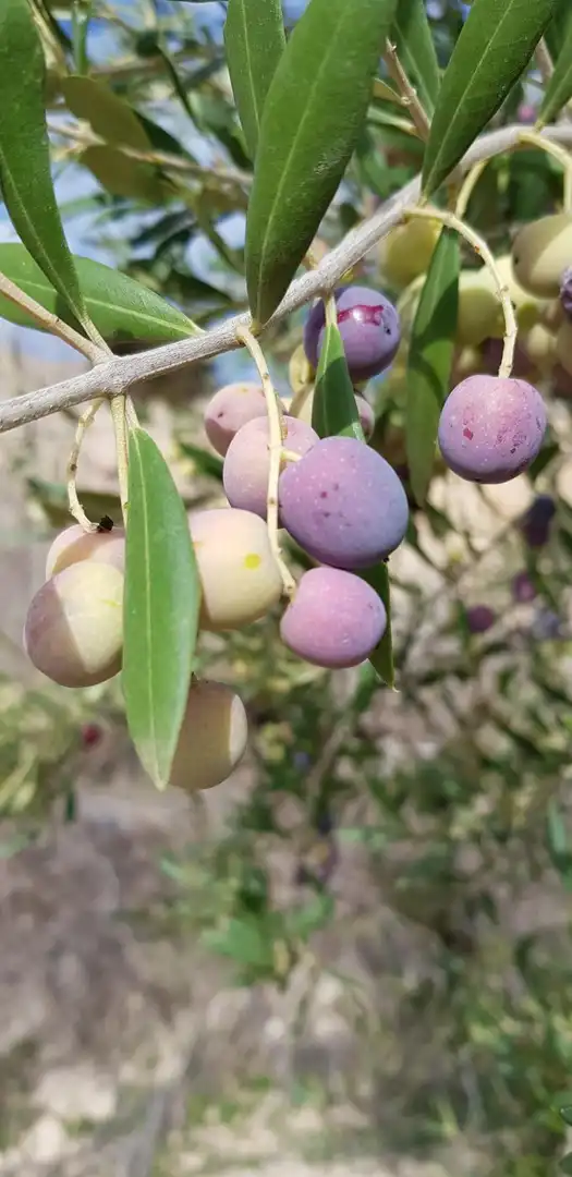 Jardín de Finca rústica en venta en Aigües con Jardín privado