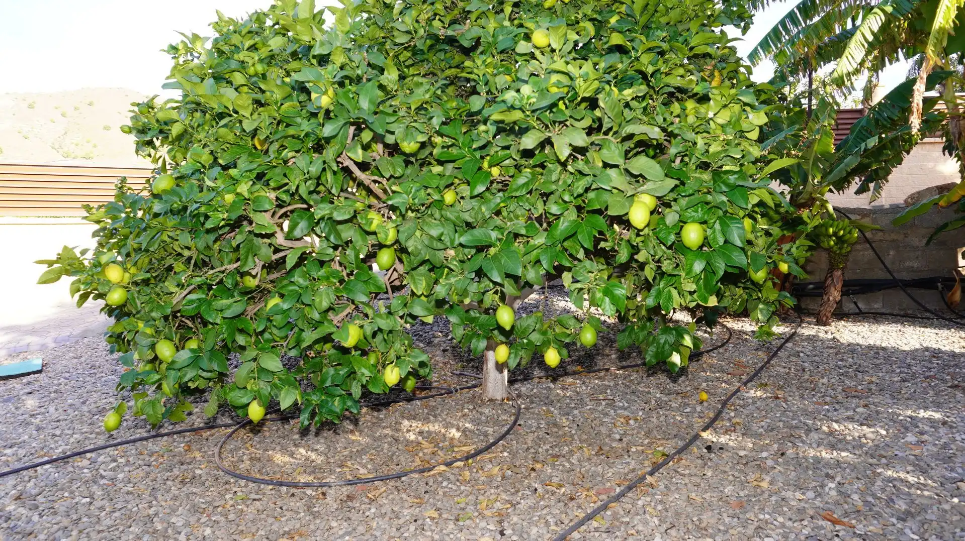 Jardí de Finca rústica en venda en Motril amb Aire condicionat, Terrassa i Traster